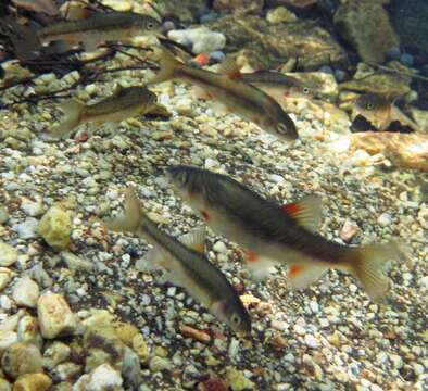 Image of Gamtoos redfin