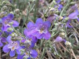 Plancia ëd Penstemon linarioides subsp. linarioides