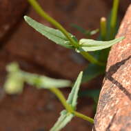 Image of Nemesia anisocarpa E. Mey. ex Benth.