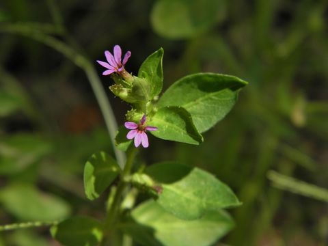 Image of Colombian waxweed
