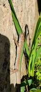 Image of Ibiza Wall Lizard