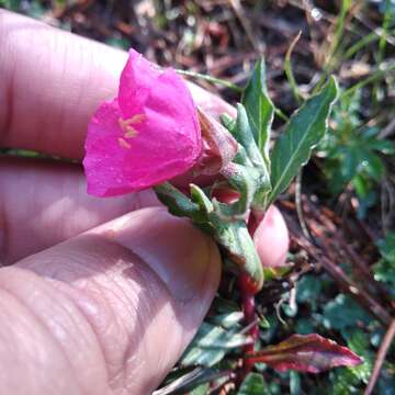 Image of Oenothera deserticola (Loes.) Munz