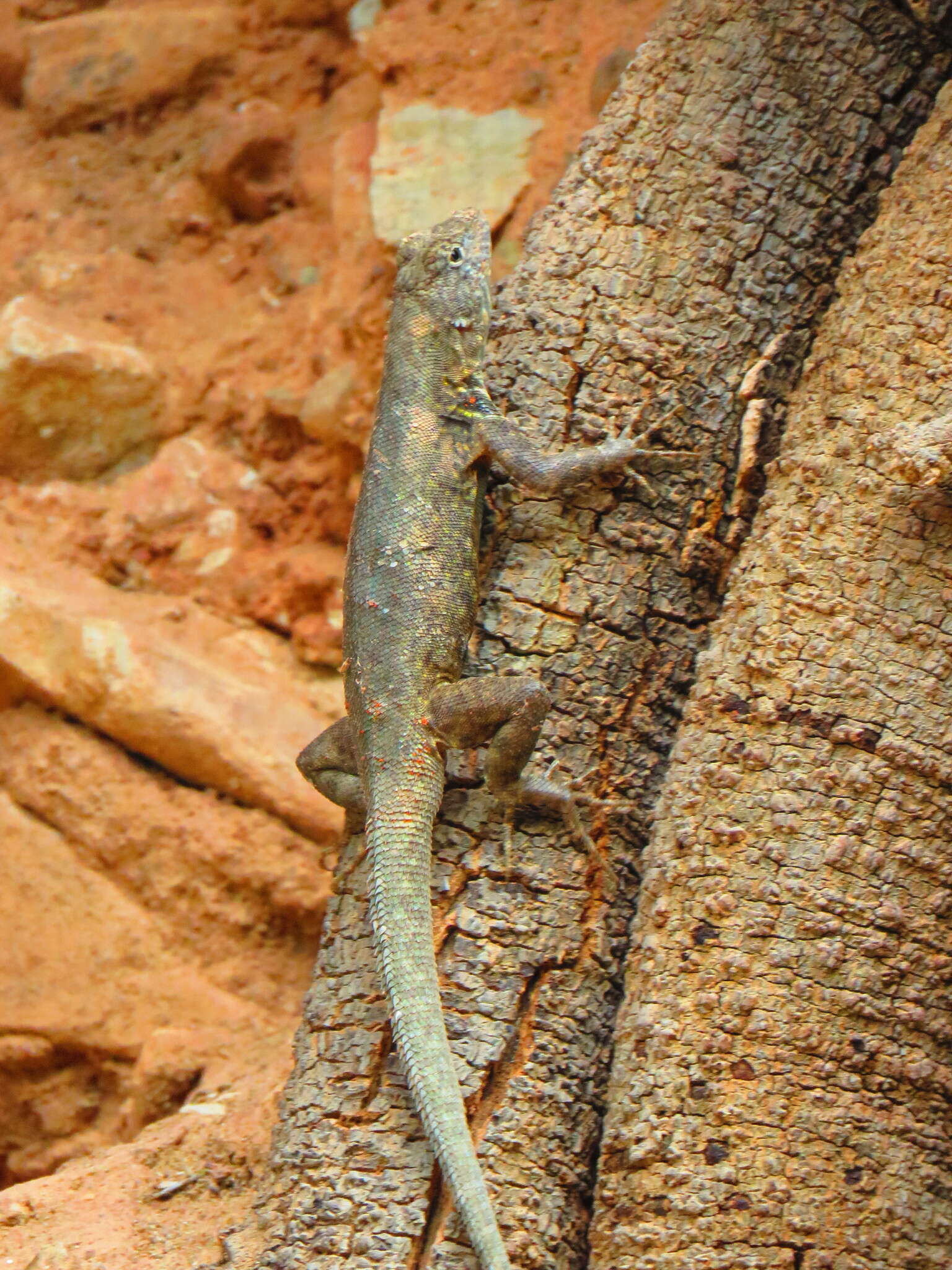 Sceloporus gadoviae Boulenger 1905 resmi