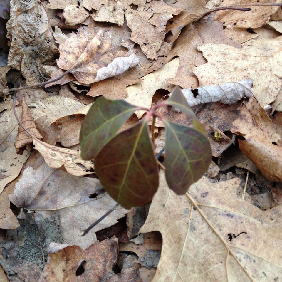 Image of eastern teaberry