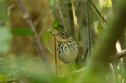 Image of Spectacled Antpitta