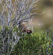 Image of Band-tailed Earthcreeper