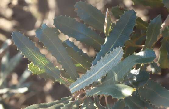 Image of golden stalk banksia