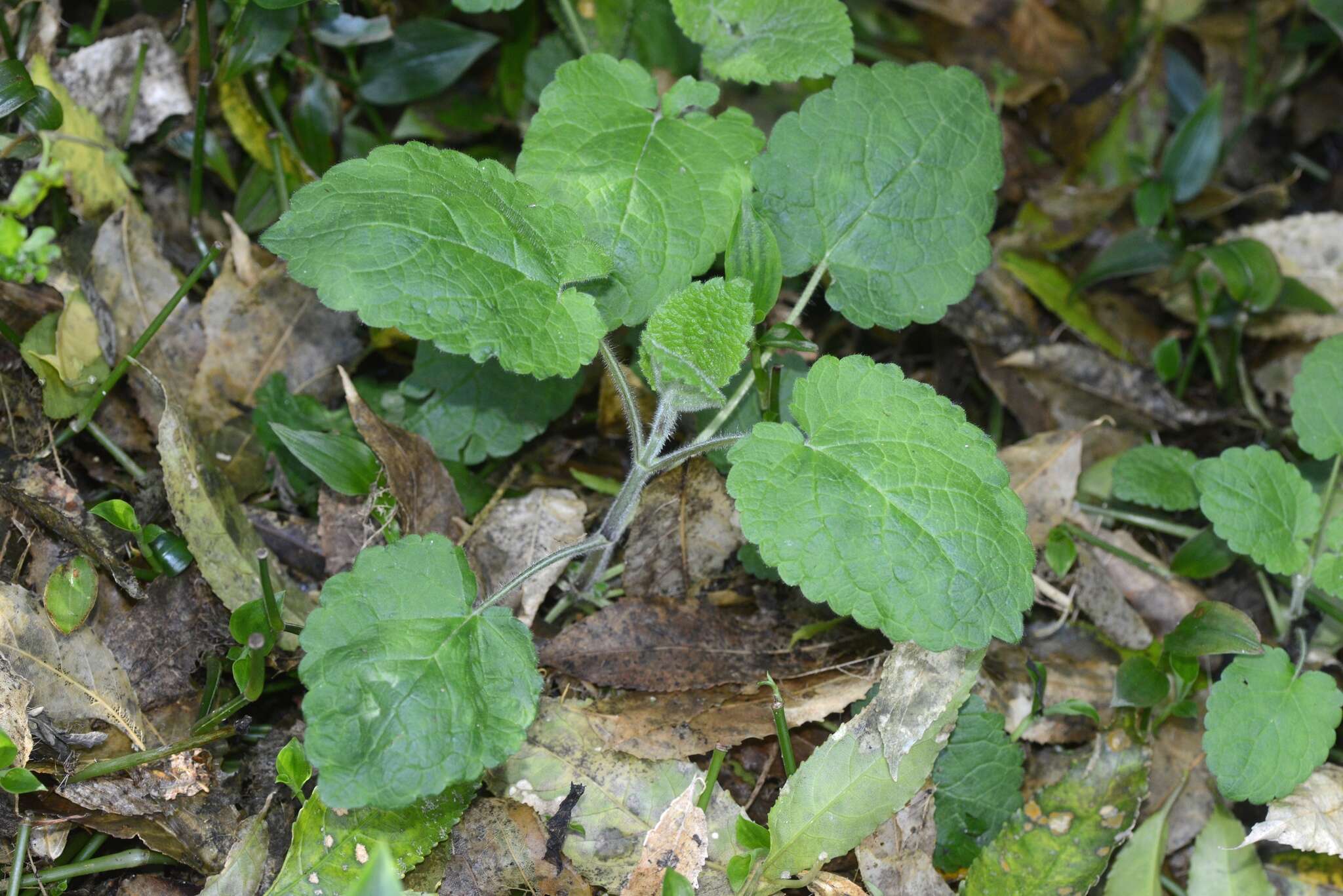 Image of hedge nettle