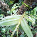 Image of Epidendrum cardiophorum Schltr.