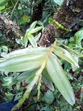 Image of Epidendrum cardiophorum Schltr.