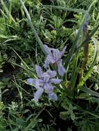 Image of Barbary Nut Iris