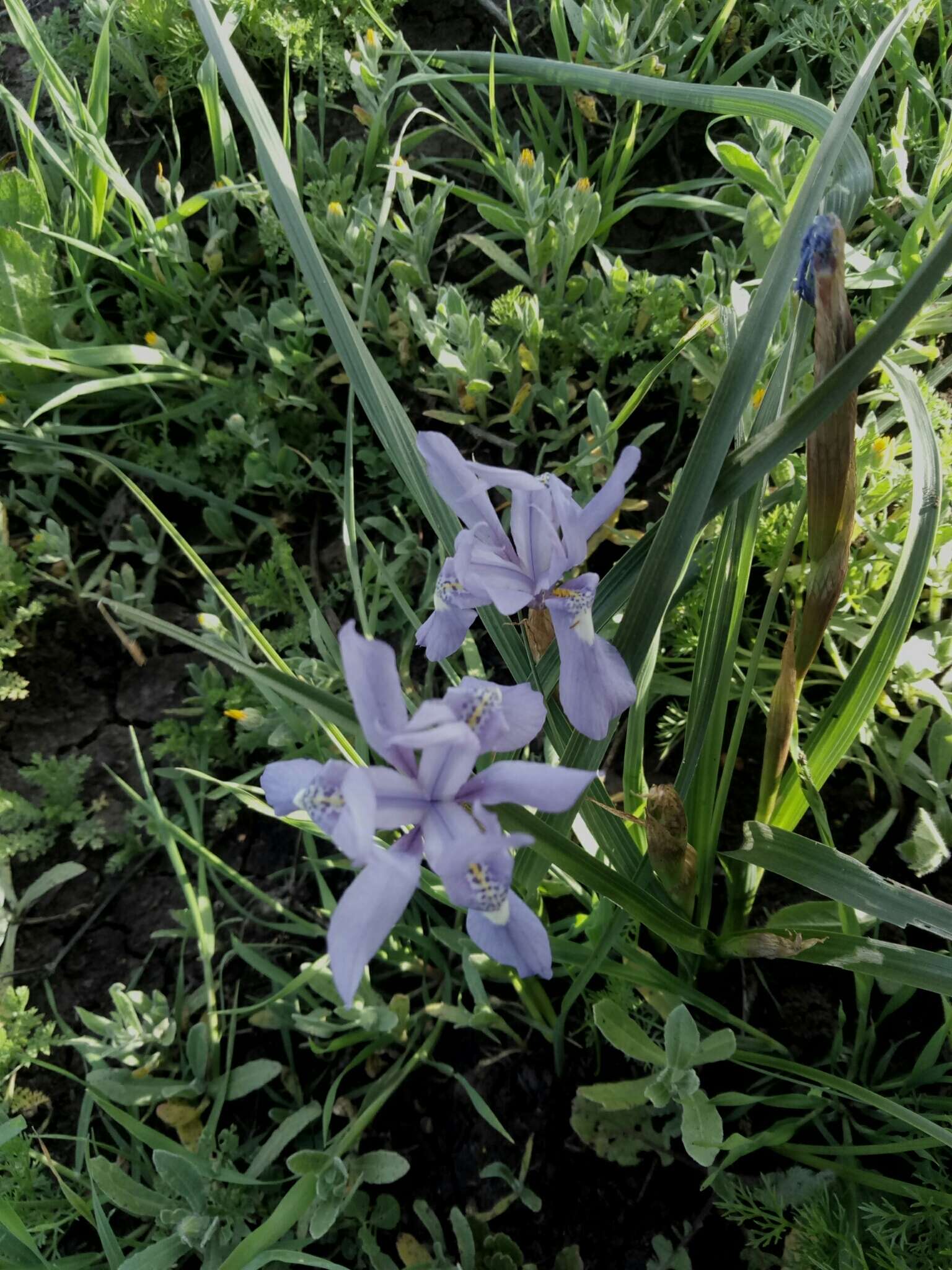 Plancia ëd Moraea sisyrinchium (L.) Ker Gawl.