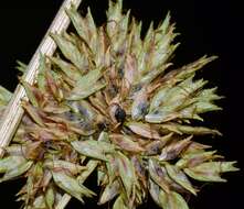 Imagem de Cyperus elegans L.