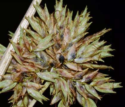 Cyperus elegans L.的圖片