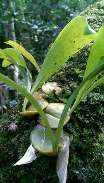 Image of Bulbophyllum occlusum Ridl.