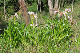 Crinum ornatum (Aiton) Herb. resmi