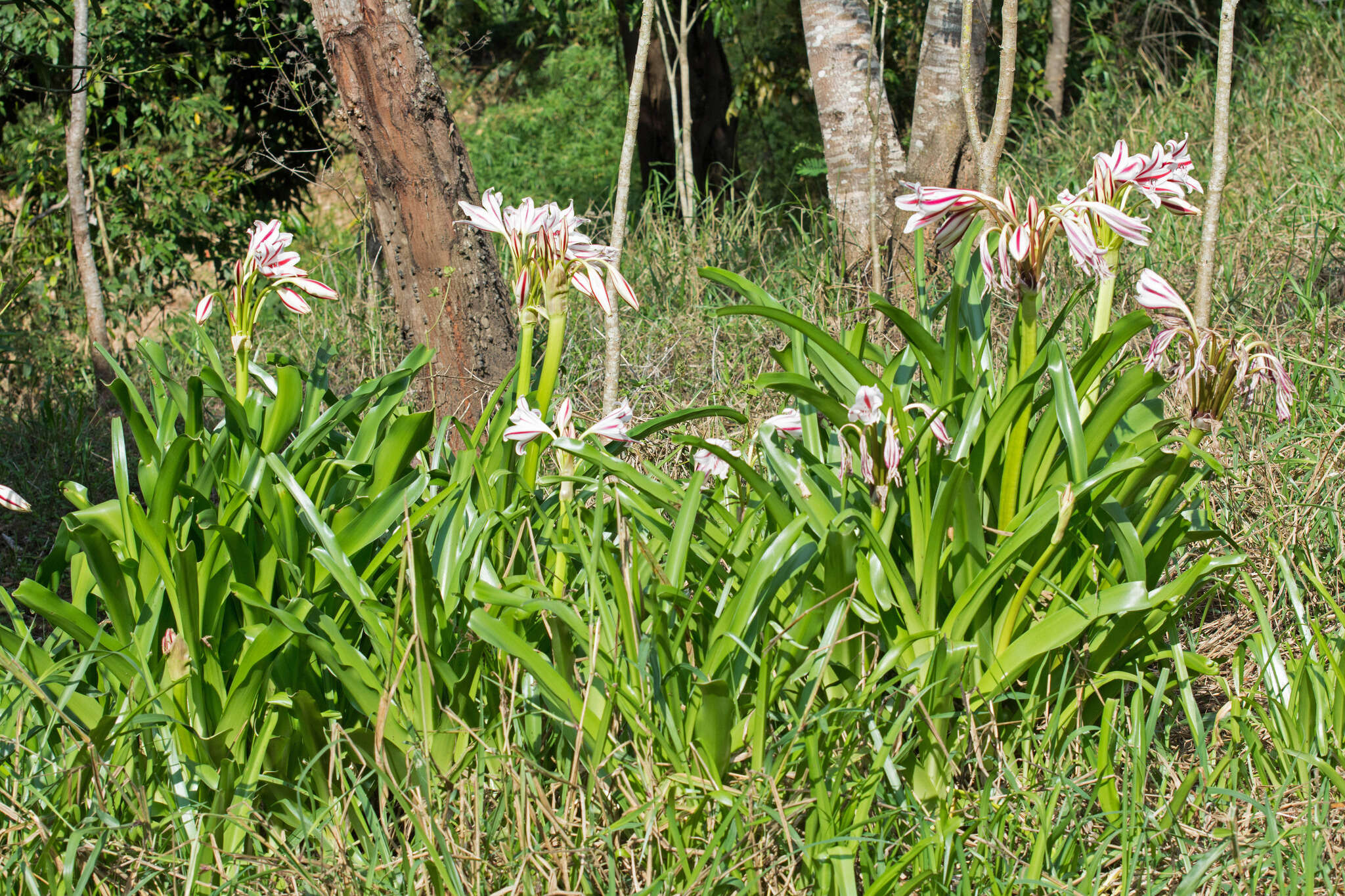 Crinum ornatum (Aiton) Herb. resmi