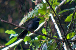 Image of White-throated Fantail