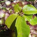 Image of Dioscorea bemarivensis Jum. & H. Perrier