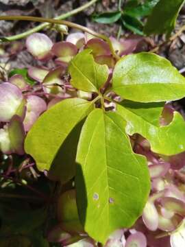 Image of Dioscorea bemarivensis Jum. & H. Perrier