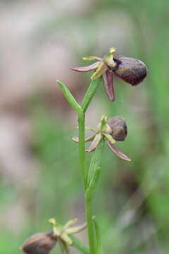 Image of Ophrys sphegodes subsp. epirotica (Renz) Gölz & H. R. Reinhard