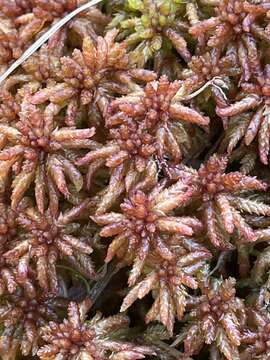 <i>Sphagnum divinum</i> Flatberg & K. Hassel的圖片