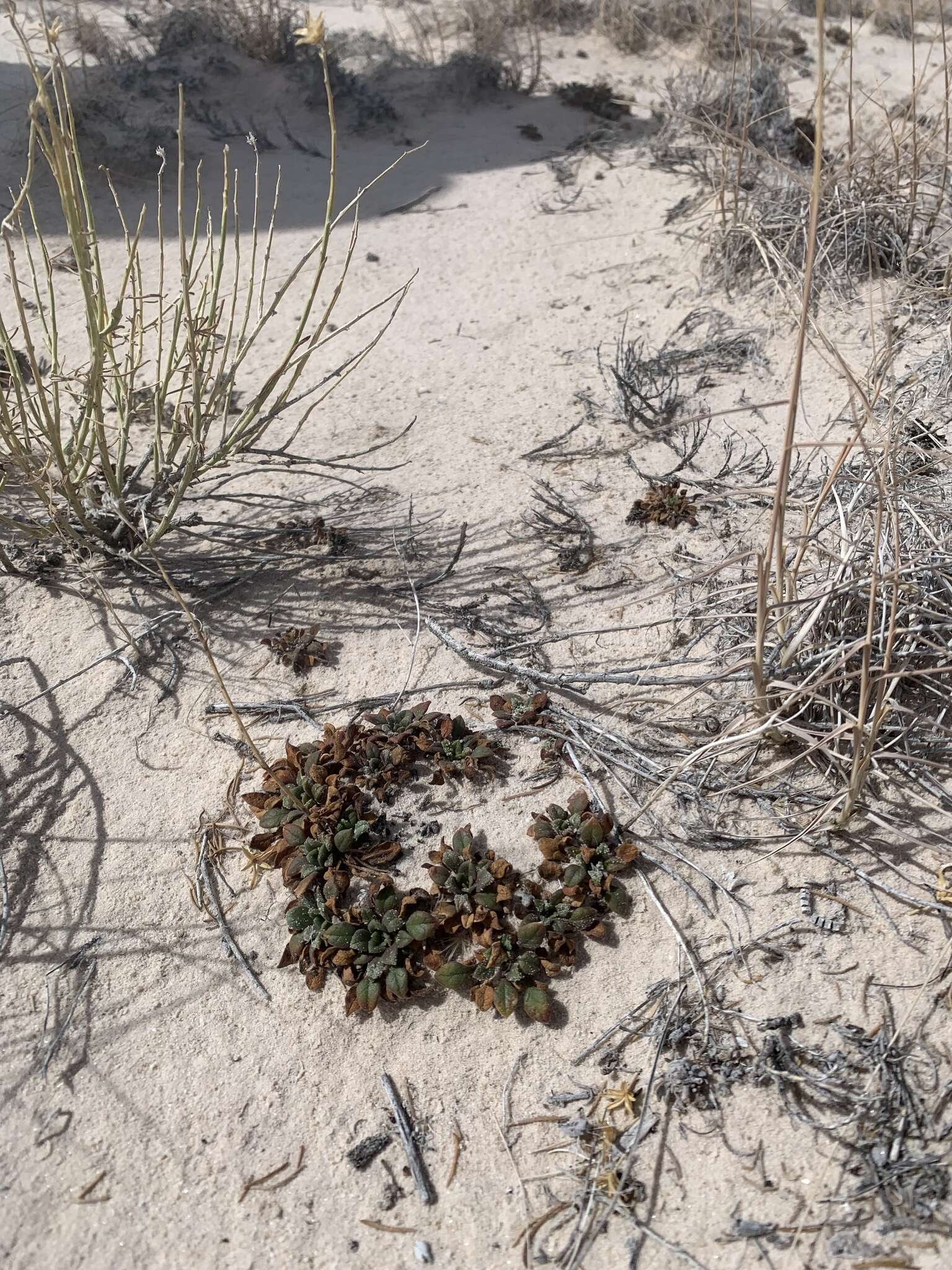 Image of Mussentuchit Creek gilia