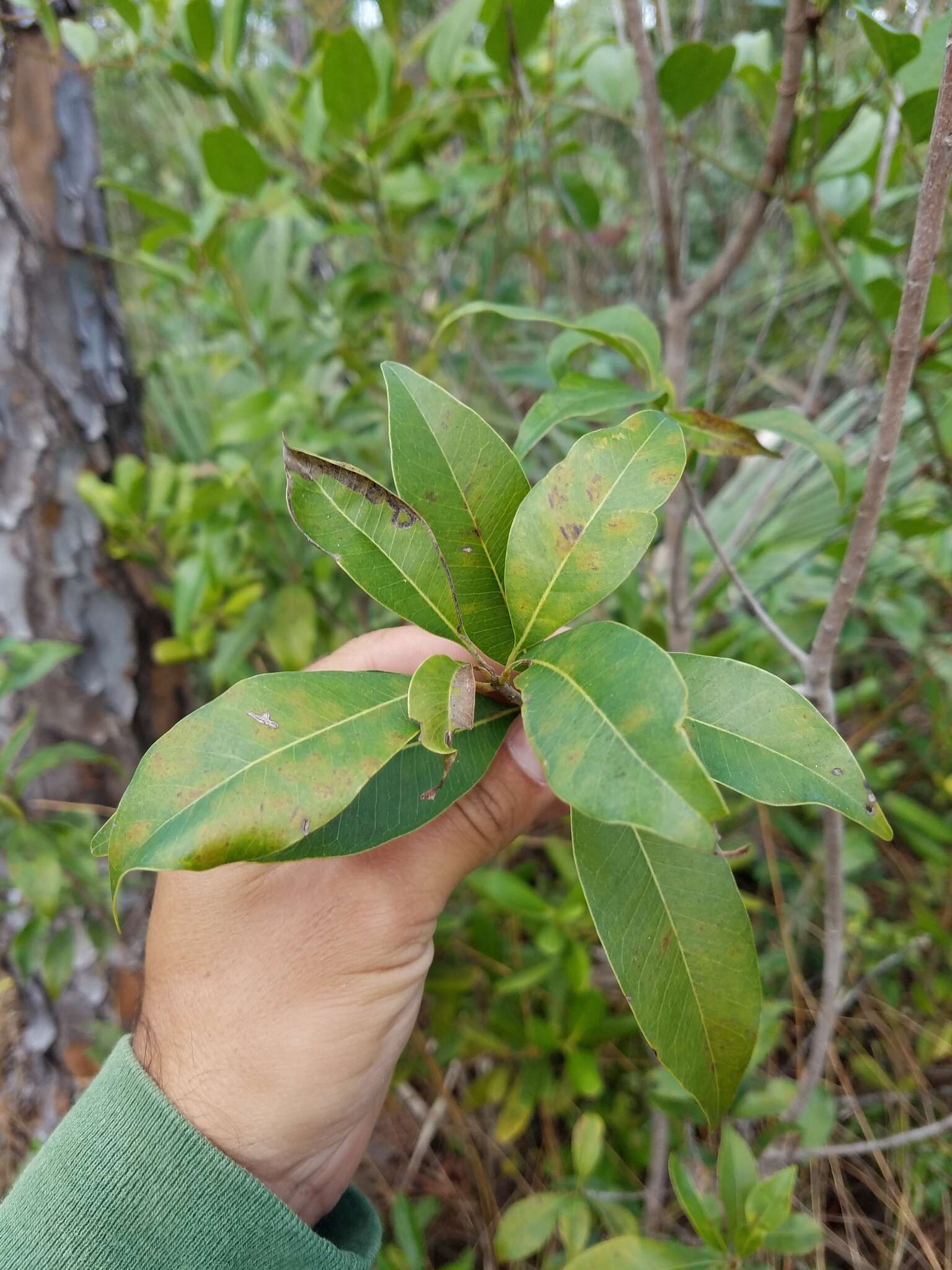 Image de Sideroxylon salicifolium (L.) Lam.