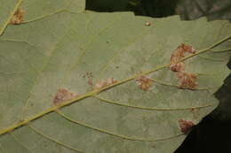 Image of Aceria pseudoplatani