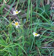 Image of scentless false mayweed