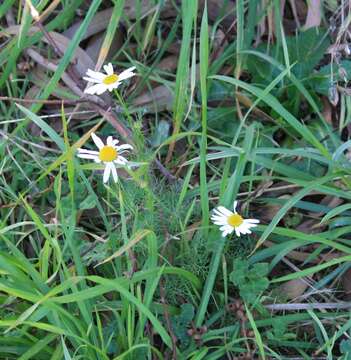 Imagem de Tripleurospermum inodorum (L.) Sch.-Bip