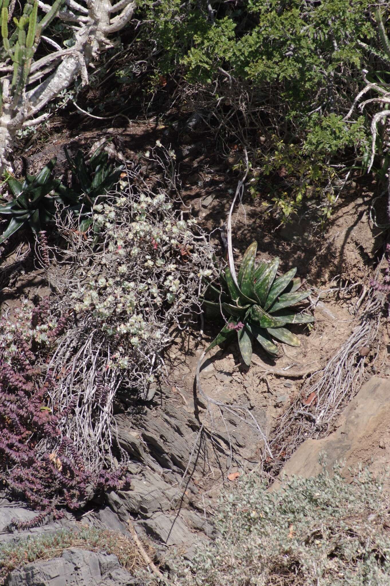 Image of Gasteria excelsa Baker