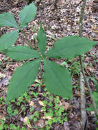 Imagem de Aesculus pavia L.