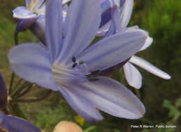 Image of Agapanthus campanulatus subsp. campanulatus