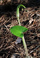 Image of Arisarum vulgare subsp. vulgare