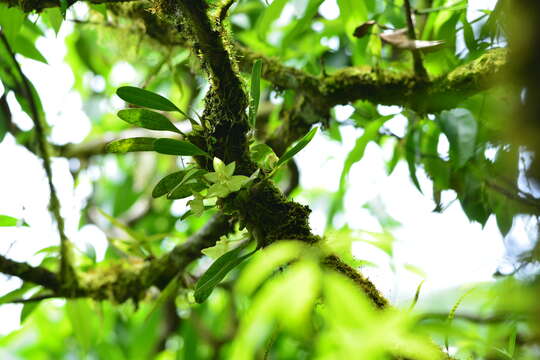 Bulbophyllum pectinatum Finet的圖片