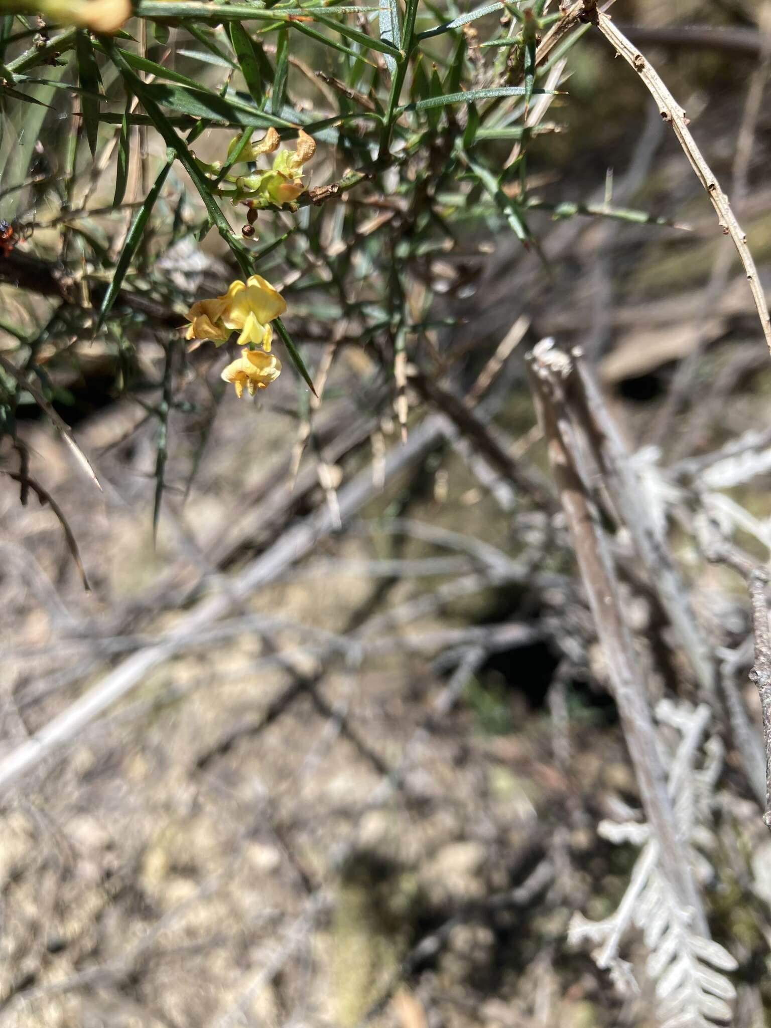 Image de <i>Daviesia <i>ulicifolia</i></i> subsp. ulicifolia