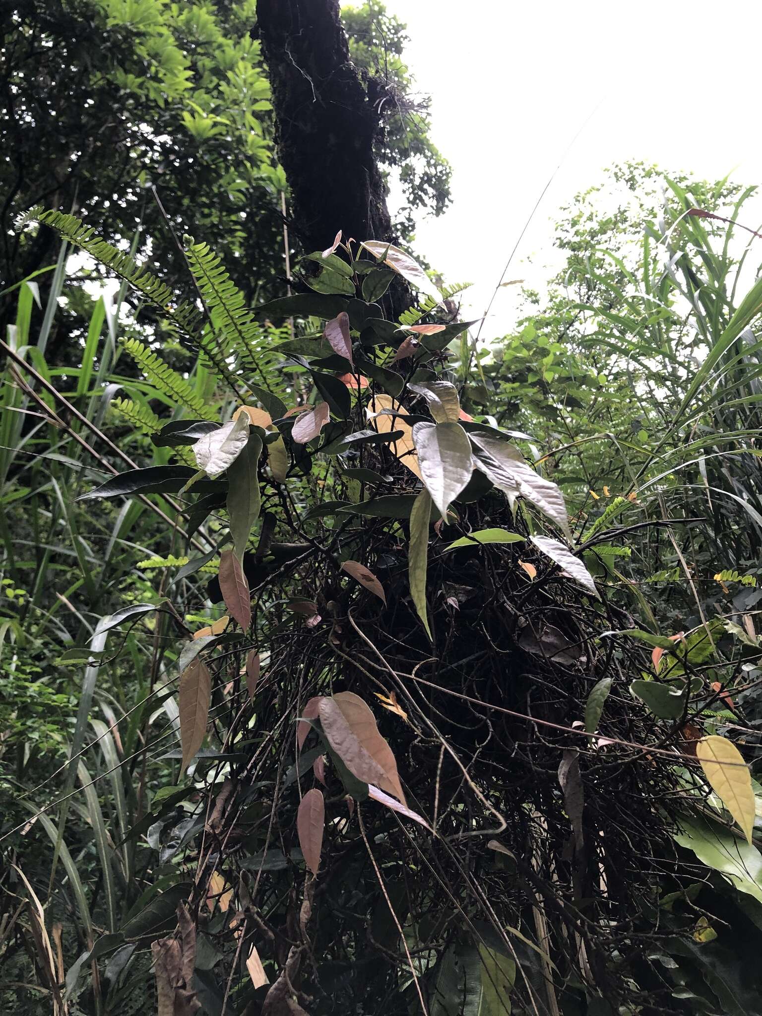 Image of Ficus sarmentosa var. nipponica (Franch. & Savatier) Corner