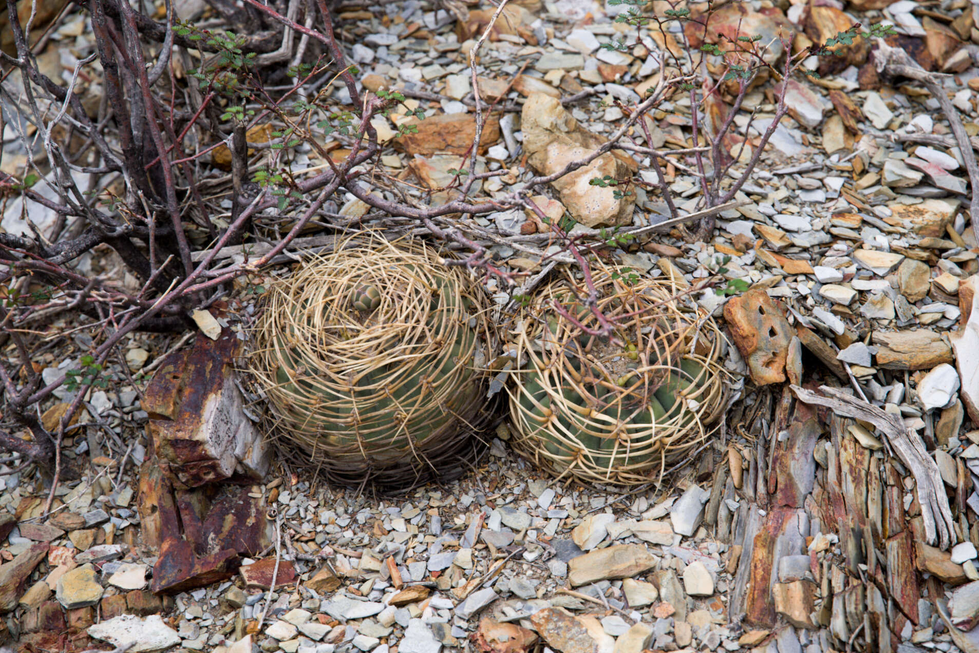 Image of Gymnocalycium spegazzinii subsp. cardenasianum (F. Ritter) R. Kiesling & Metzing