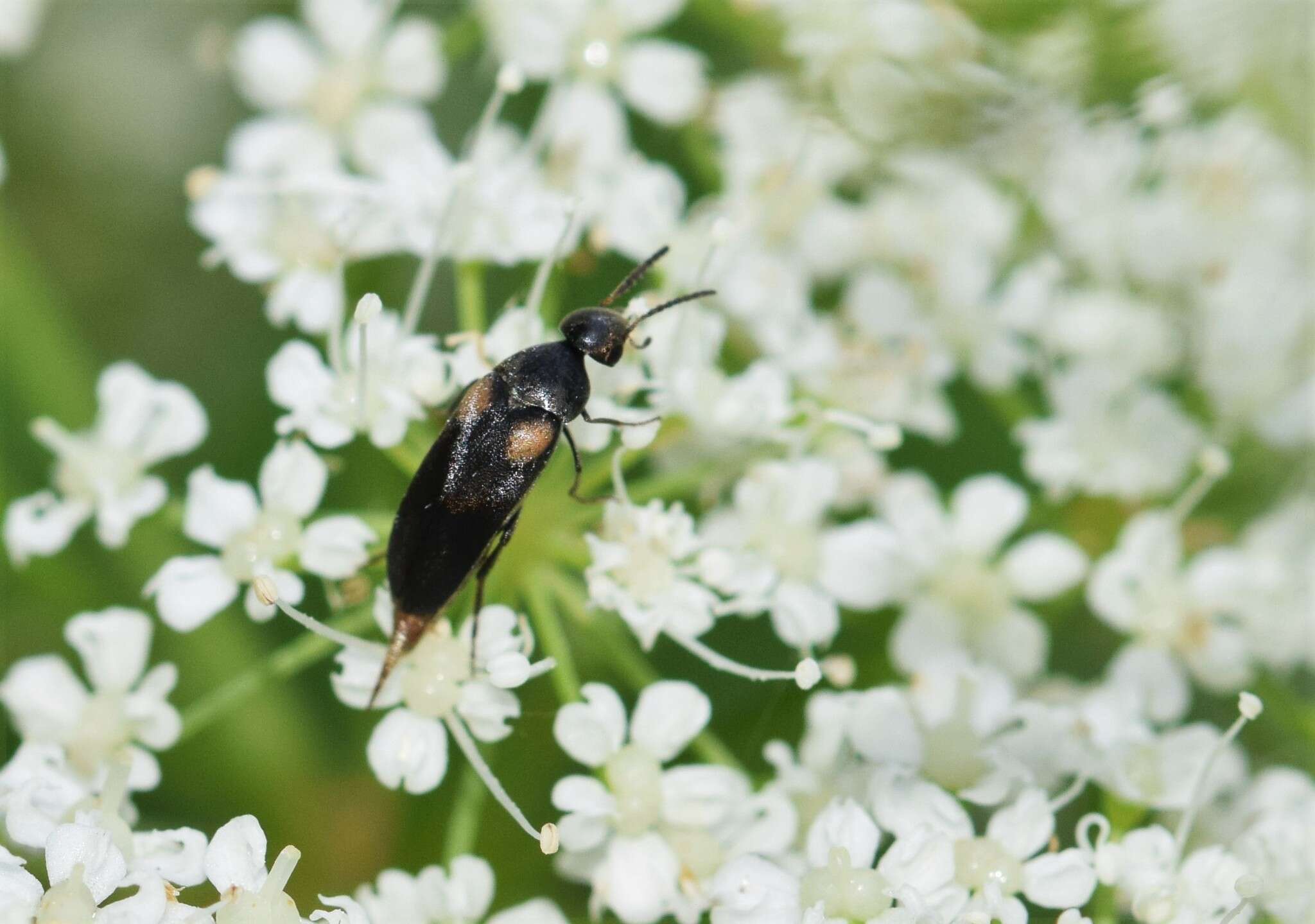 Plancia ëd Mordellochroa scapularis (Say 1824)