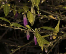 Image of Latua pubiflora (Griseb.) Baill.