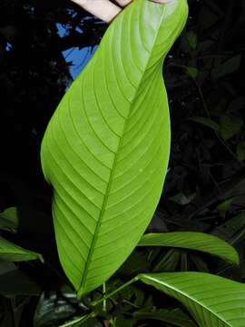 Image of Ixonanthes reticulata Jack