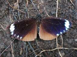 Image of Euploea tulliolus forsteri Felder & Felder 1865