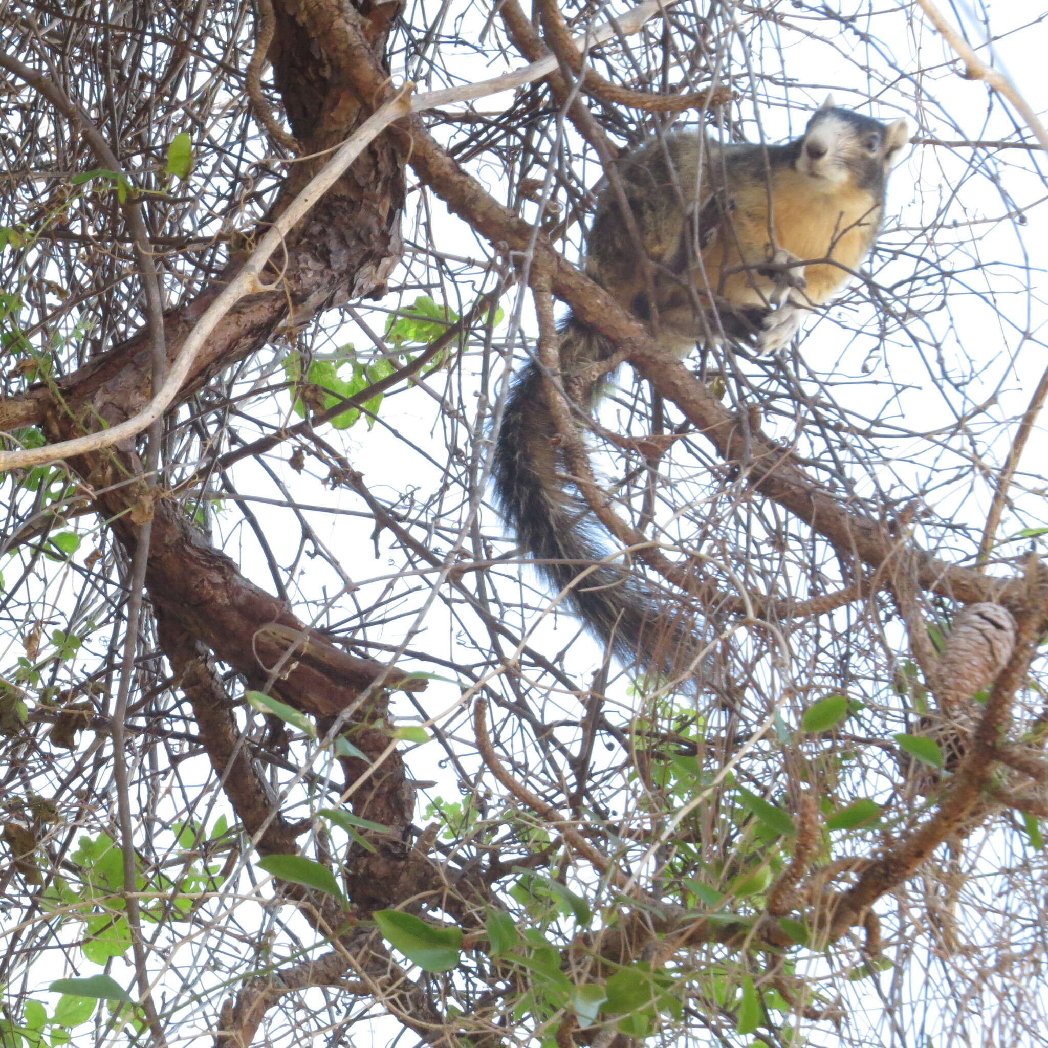 Image of Sciurus niger shermani Moore 1956