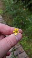 Image of Common Australian Buttercup