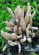 Image of Clavaria rubicundula Leathers 1956