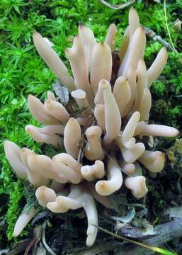 Clavaria rubicundula Leathers 1956 resmi