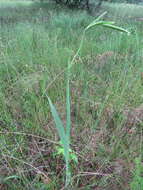 Image of Turkish Marsh Gladiolus