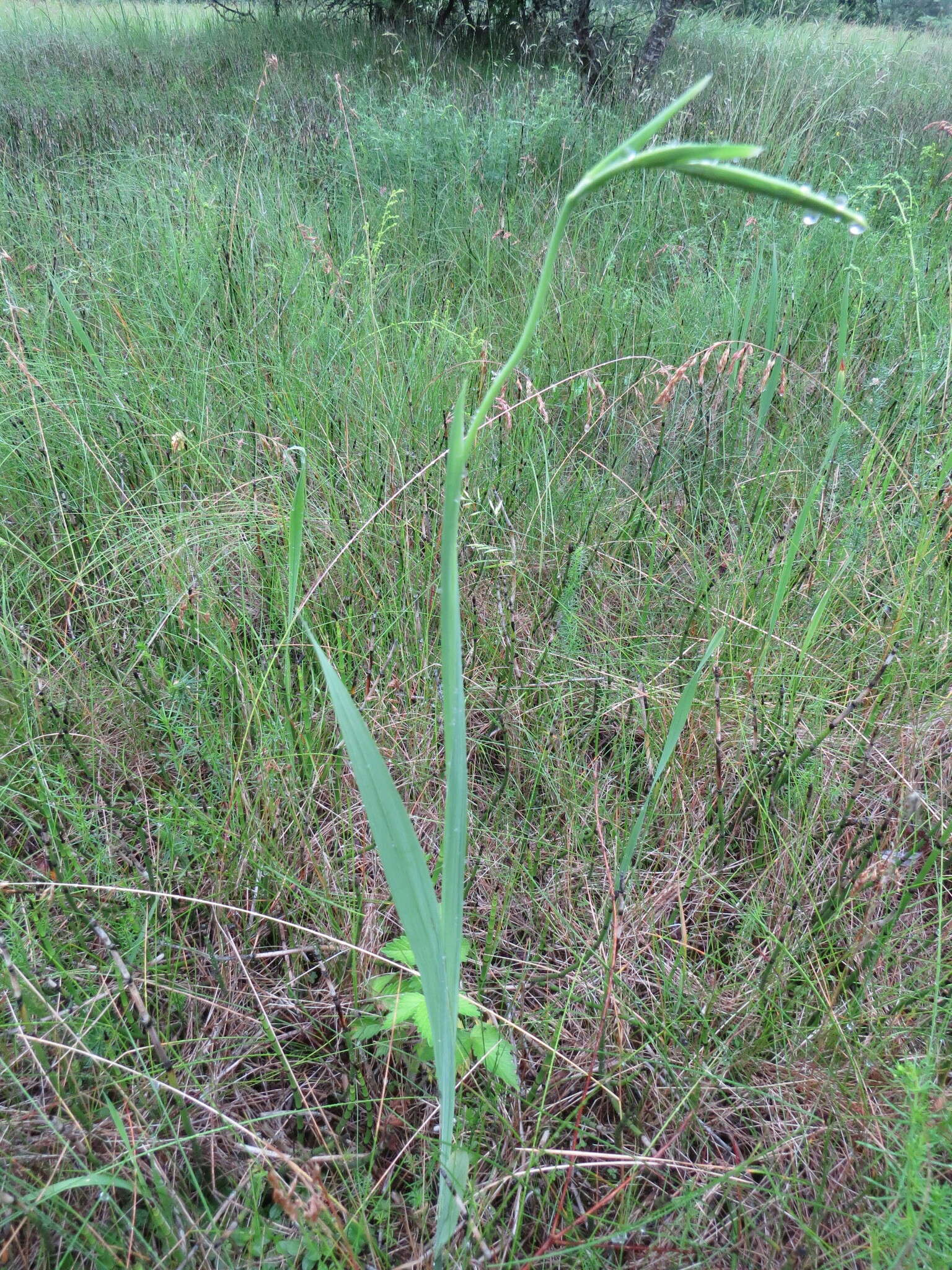 Слика од Gladiolus imbricatus L.