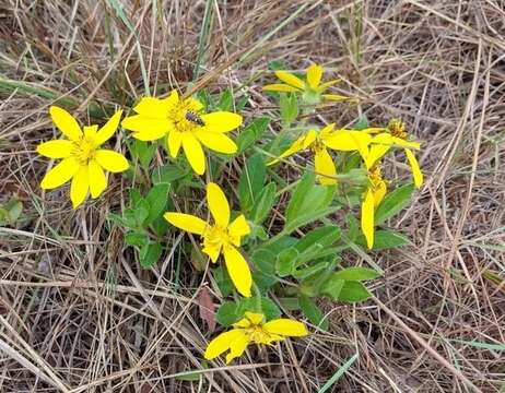 Image of Wedelia foliacea (Spreng.) B. L. Turner